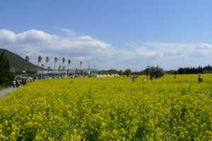 Irago Nanohana Garden