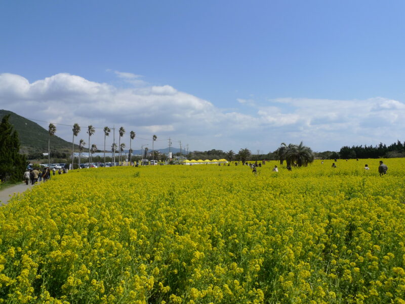 Irago Nanohana Garden